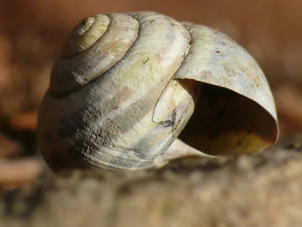 Snail Shell Invertebrate Helix — Stock Photo, Image