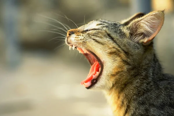 Verspieltes Und Lustiges Katzen Tier Oder Haustierkonzept — Stockfoto