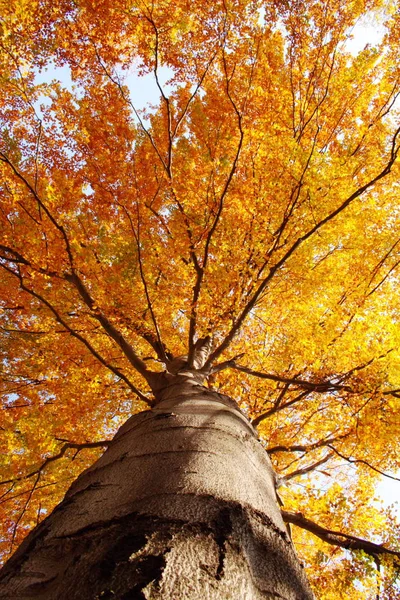 Drzewo Dołu Jesienią — Zdjęcie stockowe