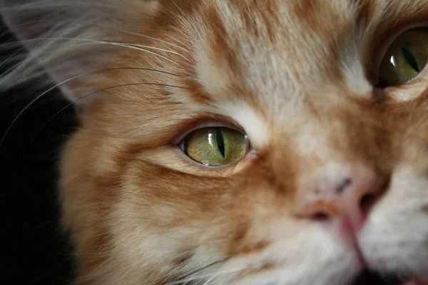 Retrato Lindo Gato — Foto de Stock