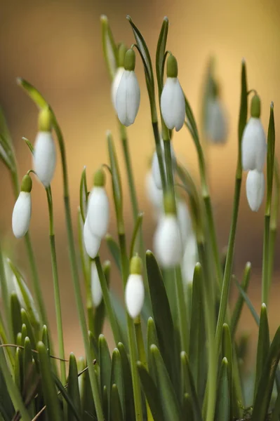 Primavera Branco Nevascas Flores — Fotografia de Stock
