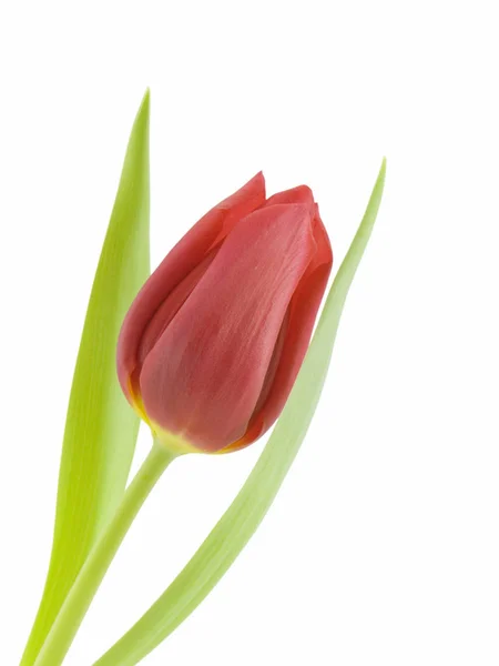 春のチューリップの花植物 — ストック写真