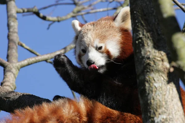 Piccolo Orso Panda Rosso — Foto Stock