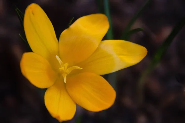 Primeiras Flores Primavera Crocus — Fotografia de Stock