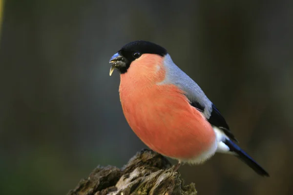 Veduta Panoramica Del Bullfinch Natura Selvaggia — Foto Stock