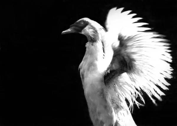 Schilderachtig Uitzicht Prachtige Vogel Natuur — Stockfoto