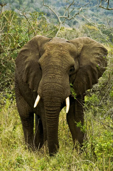 Ssak Afrykański Słoń — Zdjęcie stockowe