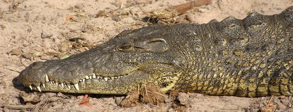 Crocodile Alligator Carnivore Animal — Stock Photo, Image