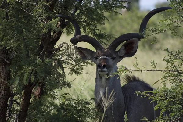 Kudu Antelope Animals Nature Fauna — 스톡 사진