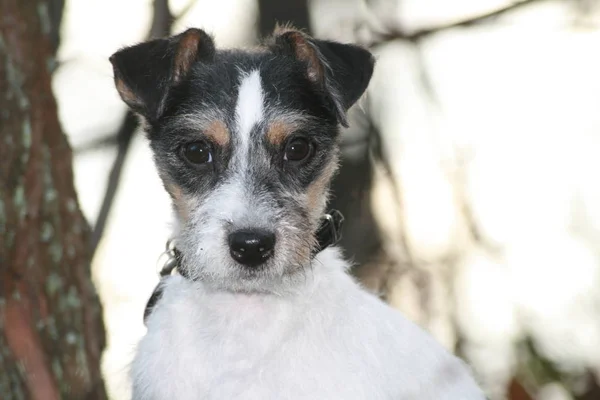 Portrait Parson Russell Terrier — Photo