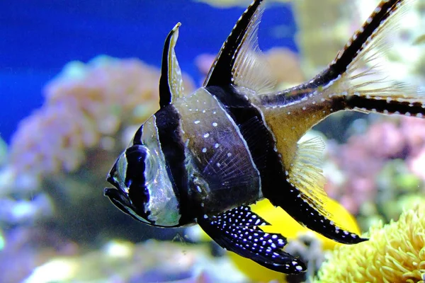 Scenic View Underwater World — Stock Photo, Image