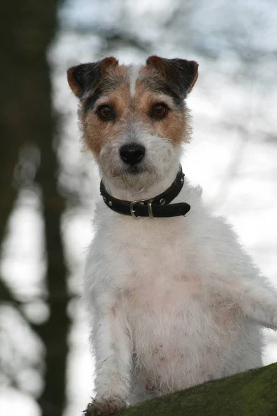 Visão Cênica Cão Cachorrinho Bonito — Fotografia de Stock