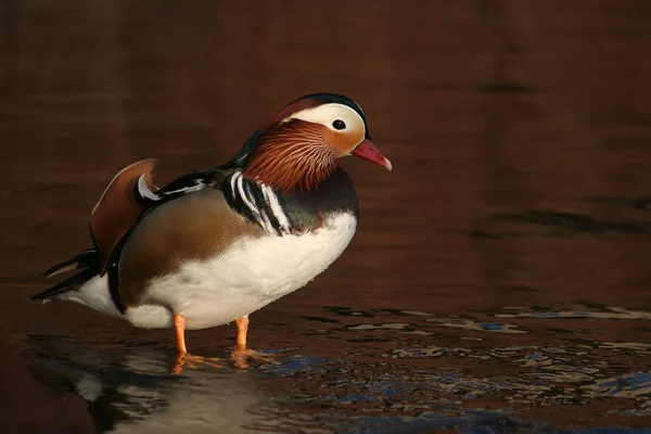 Mallard Duck Lake Royalty Free Stock Images