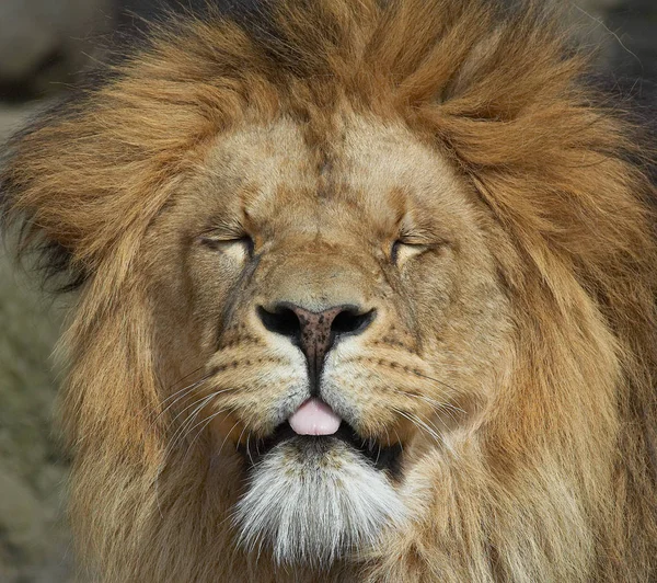 Leão Predador Animal Predador Felino — Fotografia de Stock