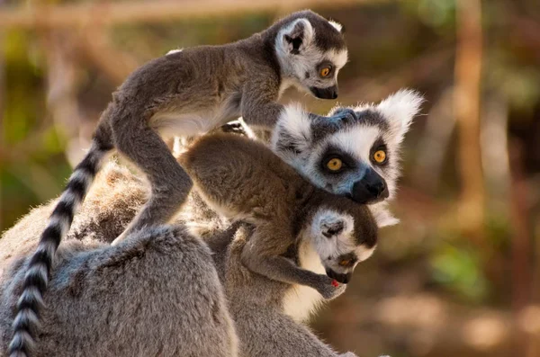 Ringsvansad Lemur Djur Flora Och Fauna — Stockfoto