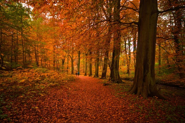 Herfst Kleuren Het Bos — Stockfoto