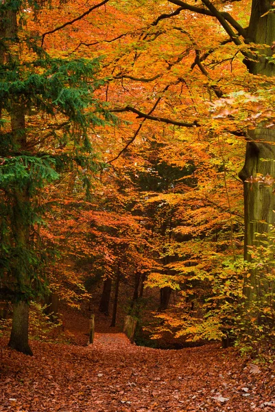 Podzimní Barvy Lese — Stock fotografie