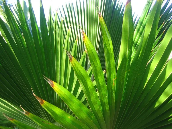 Waarschijnlijk Een Gele Latan Palm — Stockfoto