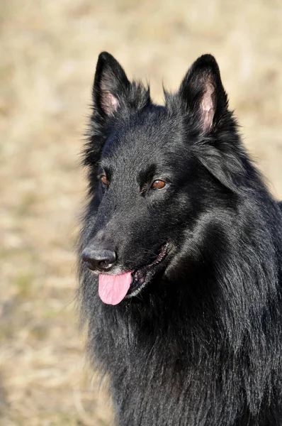 Porträtt Söt Hund — Stockfoto