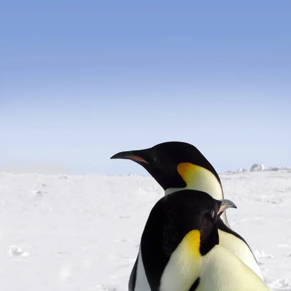 Doğada Sevimli Penguen Kuşlarının Manzarası — Stok fotoğraf