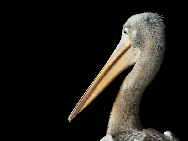 Vista Panorámica Del Pájaro Pelícano Vida Silvestre — Foto de Stock