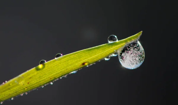 Gotas Orvalho Folha Uma Planta — Fotografia de Stock