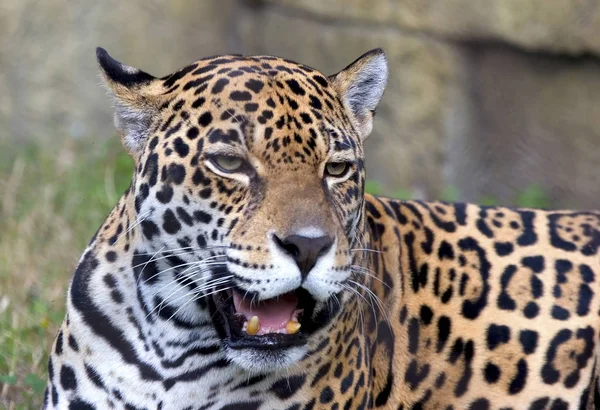 Jaguar Avcısı Büyük Kedi Vahşi Hayvan — Stok fotoğraf