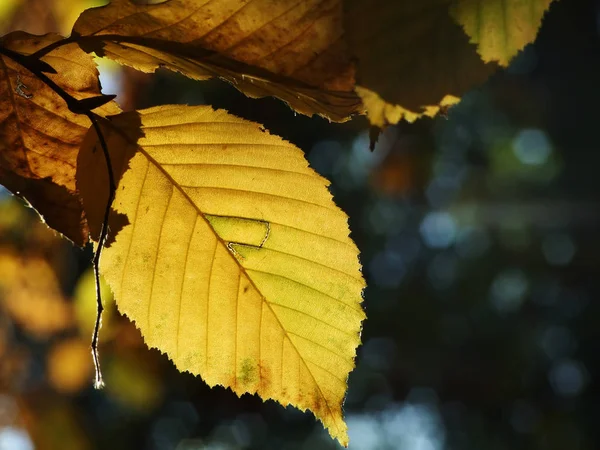 Hojas Otoño Parque — Foto de Stock