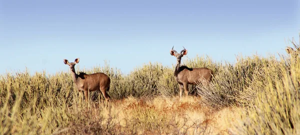 Kudu Antelope Zvířata Volně Žijící Živočichové Příroda Fauny — Stock fotografie