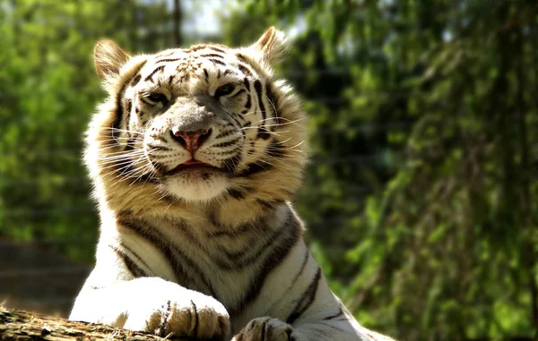 Predador Felino Tigre Selvagem — Fotografia de Stock