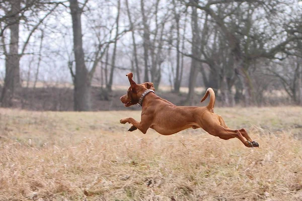 Saltando Marrón Vizsla Perro Mascota —  Fotos de Stock