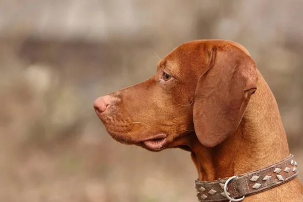 Portret Van Een Schattige Hond — Stockfoto