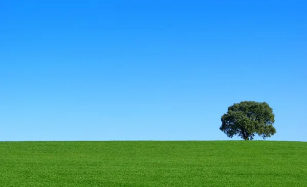 Ізольоване Дерево Зеленому Полі — стокове фото