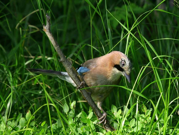 Naturdokument Nicht Arrangiert Oder Manipuliert — Stockfoto