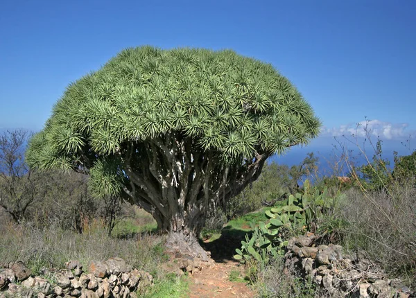 Dragon Arbre Nature Flore — Photo