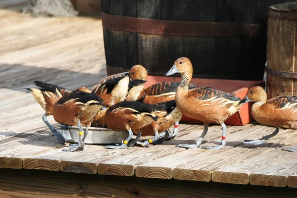 Nahaufnahme Von Niedlichen Kleinen Entchen — Stockfoto