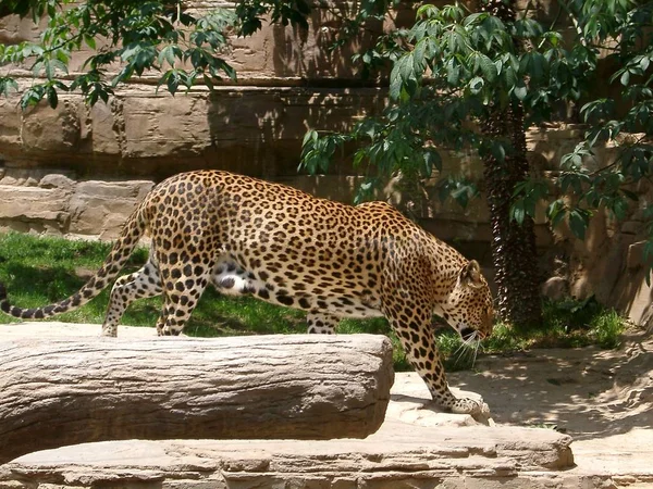 Cheetah Leopard Katt Rovdjur — Stockfoto