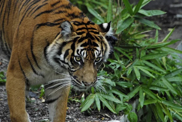 Predator Wildcat Striped Tiger Animal — Stock Photo, Image