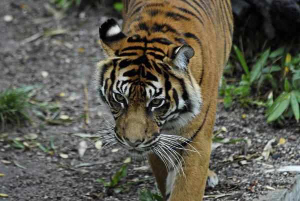 Rovdjur Vildkatt Randigt Tigerdjur — Stockfoto