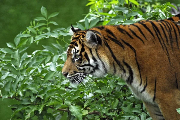 Predatore Gatto Selvatico Animale Tigre Strisce — Foto Stock