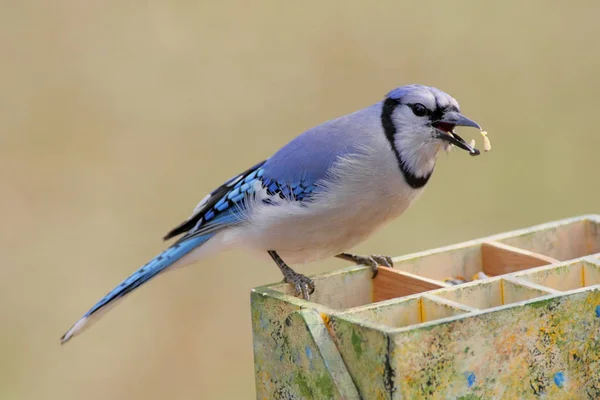 Bahçe Alet Kutusunda Mavi Jay — Stok fotoğraf