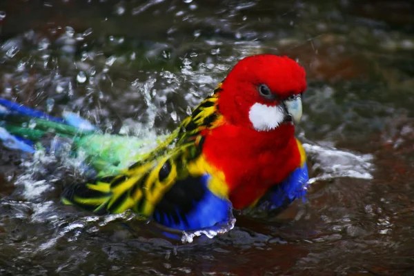 Vista Panorámica Hermoso Pájaro Naturaleza — Foto de Stock