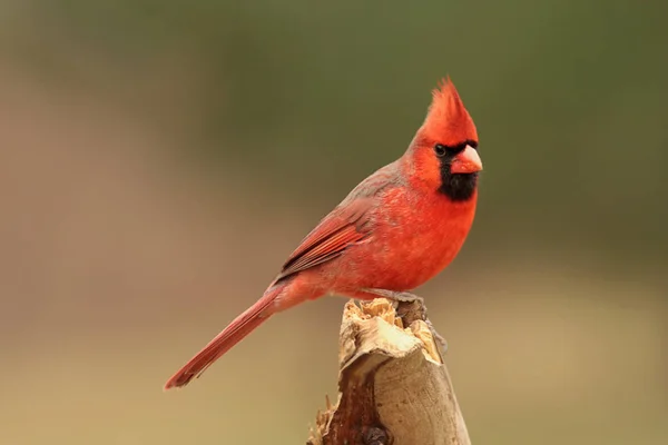 Veduta Panoramica Del Bellissimo Uccello Cardinale Del Nord — Foto Stock