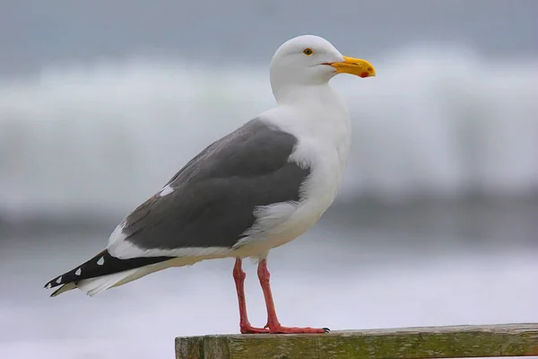 Malerischer Blick Auf Schöne Süße Möwe Vogel — Stockfoto