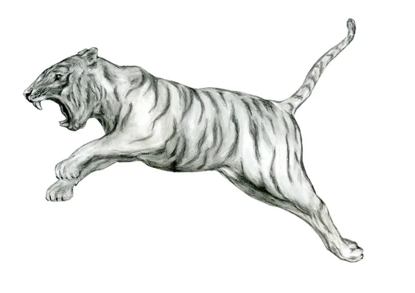 Tigre Selvatica Predatore Felino — Foto Stock