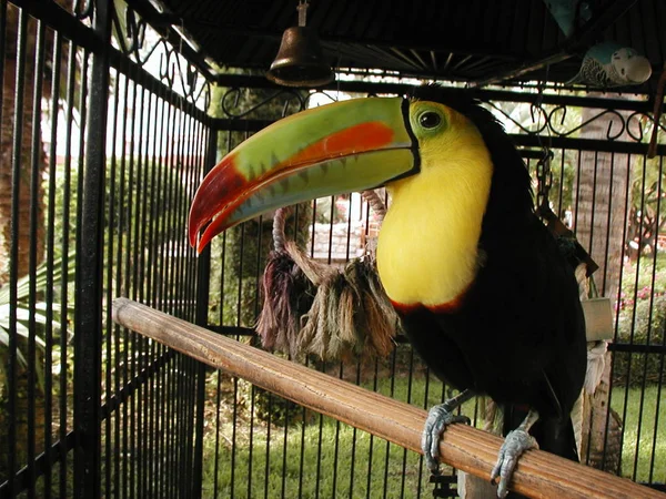 Festői Kilátás Gyönyörű Papagáj Természetben — Stock Fotó