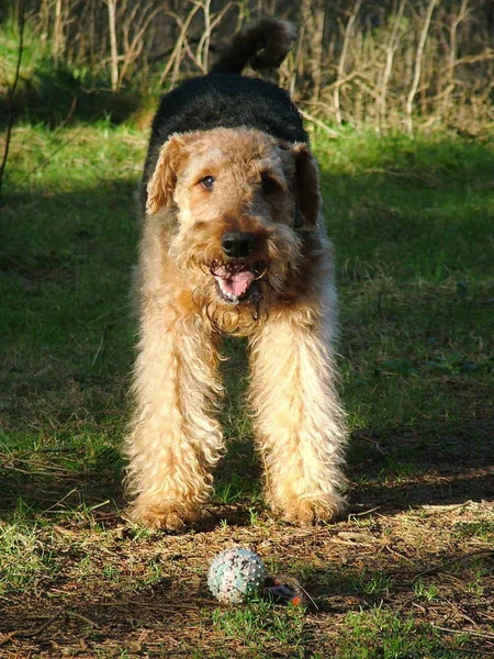 Porträtt Söt Hund — Stockfoto