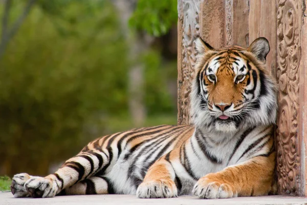 Prédateur Chat Sauvage Tigre Rayé Animal — Photo