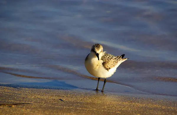 Picturesque Bird Theme Shot — Stock Photo, Image