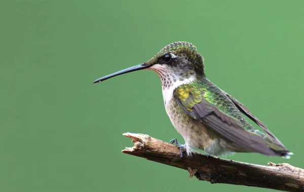 Vista Panorâmica Bela Ave Hummingbird — Fotografia de Stock